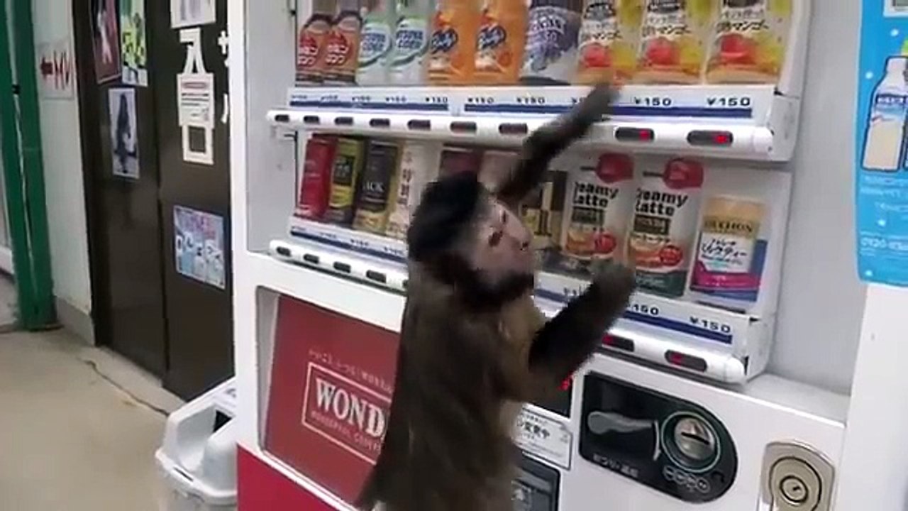Affe kauft sich ein Getränk