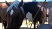 Horse Communication-  Feedback-  JND - Listening More Talking Less- Rick Gore Horsemanship