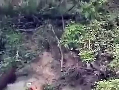 Ataque de dogos a jabali impresionante