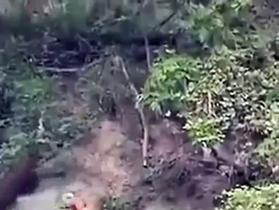 Ataque de dogos a jabali impresionante