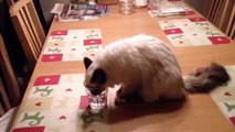 Cat Drinking Water From Glass