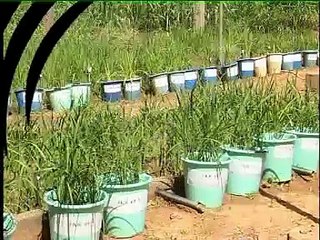 Le riz burkinabè -- burkinabè rice