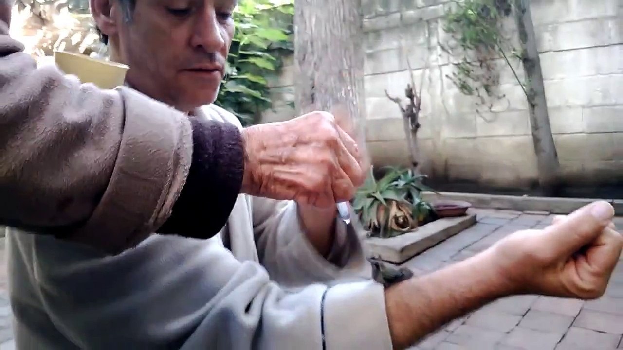 Resucitando un colibrí con MMS Clorito de Sodio
