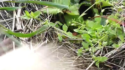 Соломенное земледелие. 04 часть Осень Иван Бояринцев. Пособие для лентяев