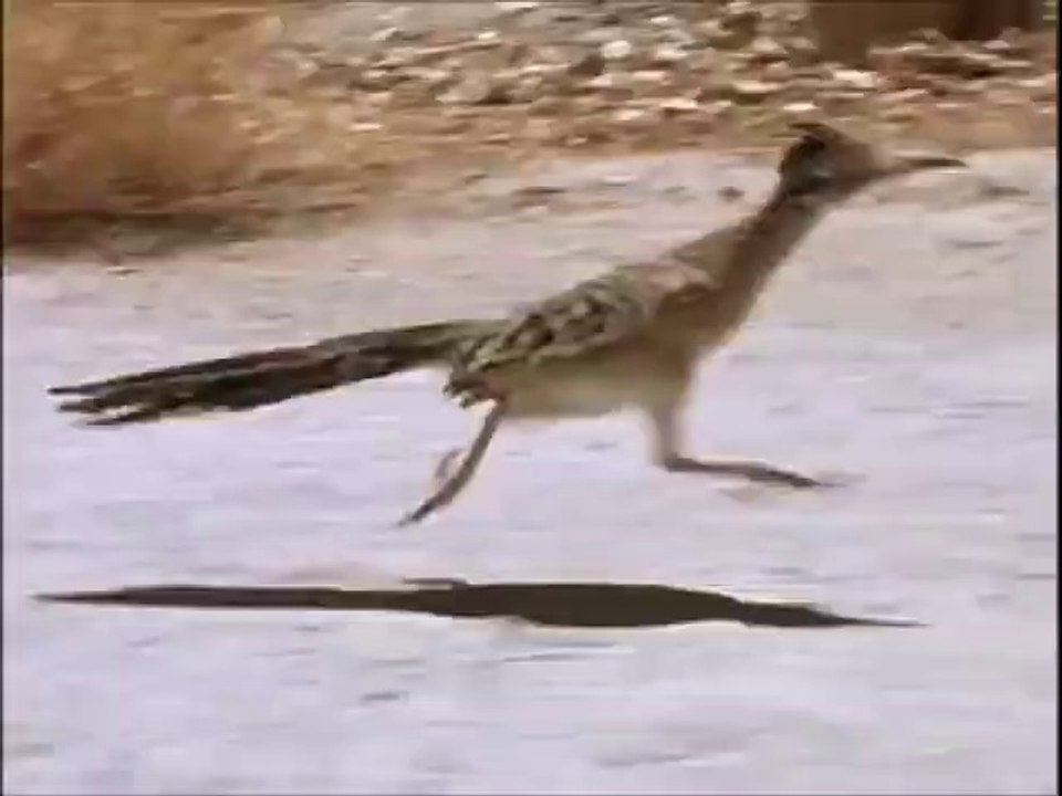 Roadrunner ile yarış