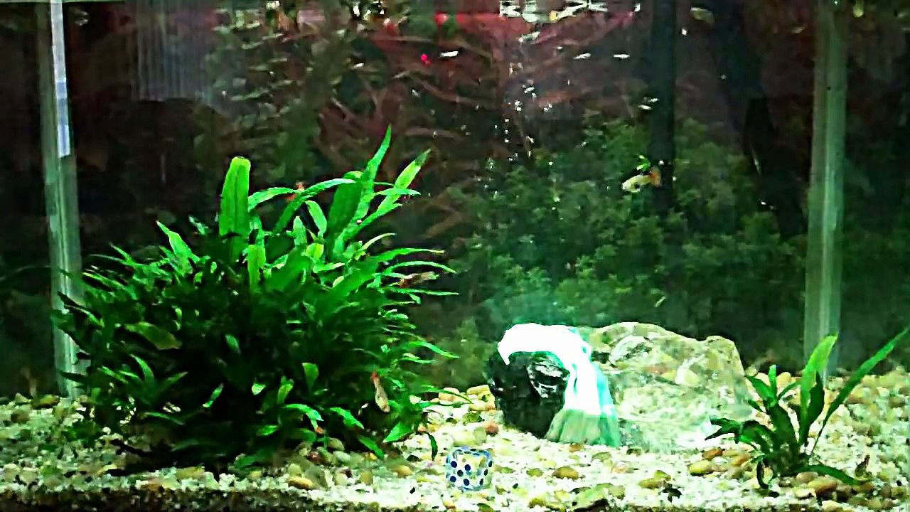 Emperor Scorpion Care, Setup + Feeding