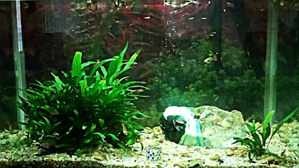 Emperor Scorpion Care, Setup + Feeding