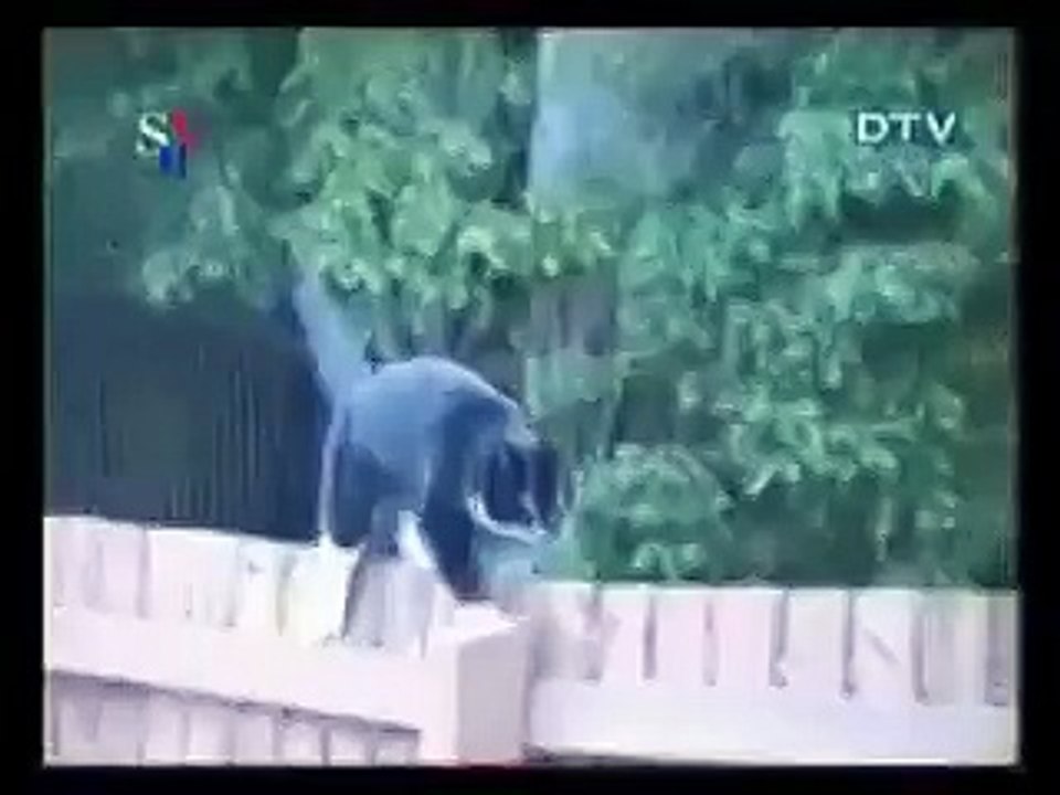 Видели видео картинки