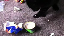 Very Cleaver Cat Eats With With His Paw