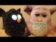2012 and 2005 Furbies chat and sing together