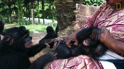 National Geographic Live! - Sex and Fruit_ The Sweet Life of Bonobos