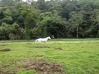 Cavalos felizes no piquete