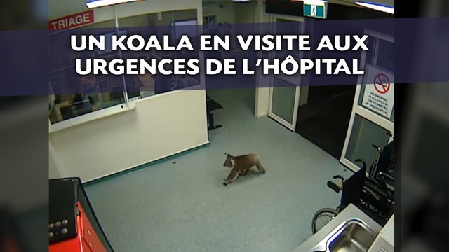 Un koala en visite aux urgences de l'hôpital