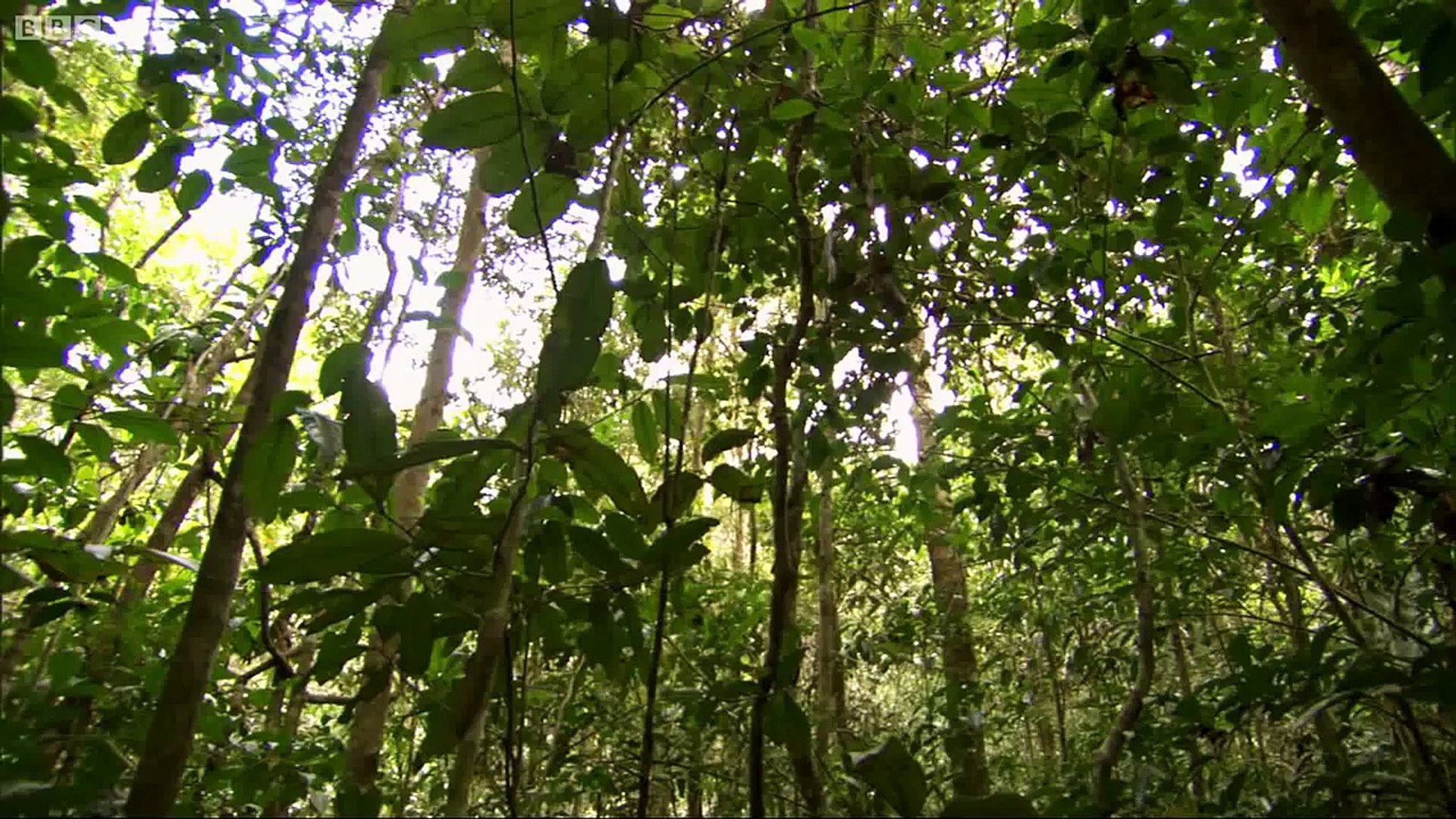 Attenborough meets an Indri Lemur - #AttenboroughWeek - Attenborough and the Giant Egg - BBC