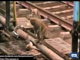 See How Monkey Save Friend Life Without Any Human Help