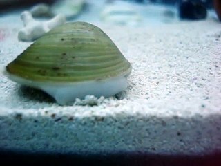Fresh water clam diging down 10 gal tank
