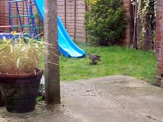 Sparrowhawk eating pigeon