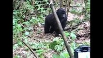 Dr. Fontana in Rwanda (4add): Matthias Weber - Berg-Gorillas