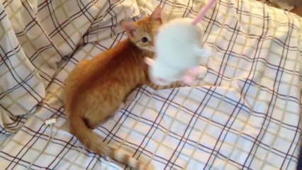 Cat absolutely thrilled with new toy