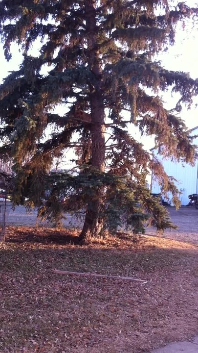 Fearless dog climbs extremely tall tree