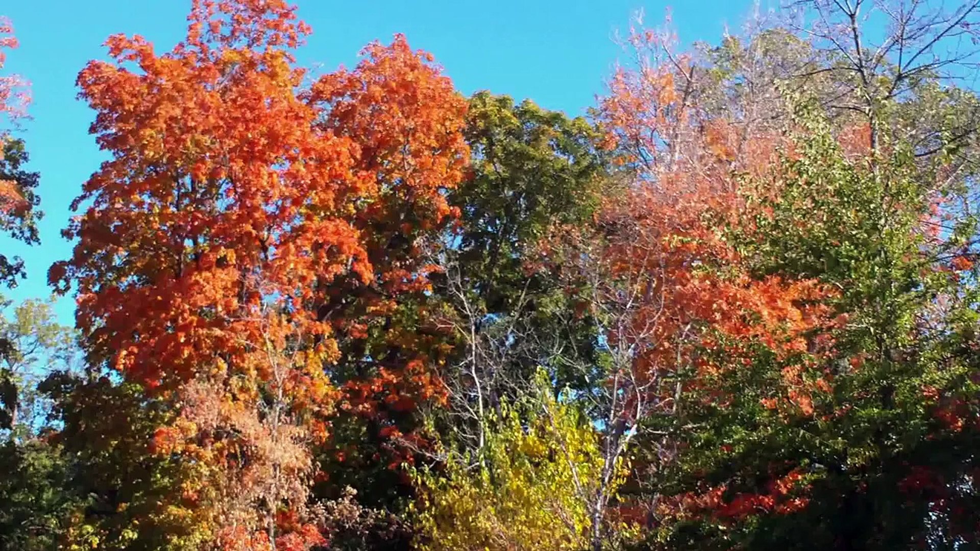 Fall Colors Minnesota US in High Definition !