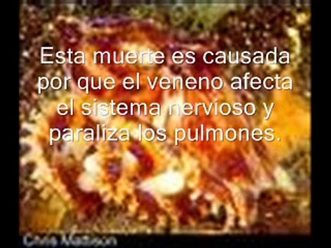 10 ANIMALES MAS VENENOSOS DEL PLANETA