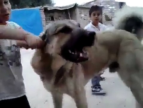 Child playing with dog