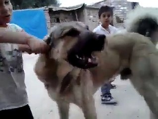 Child playing with dog