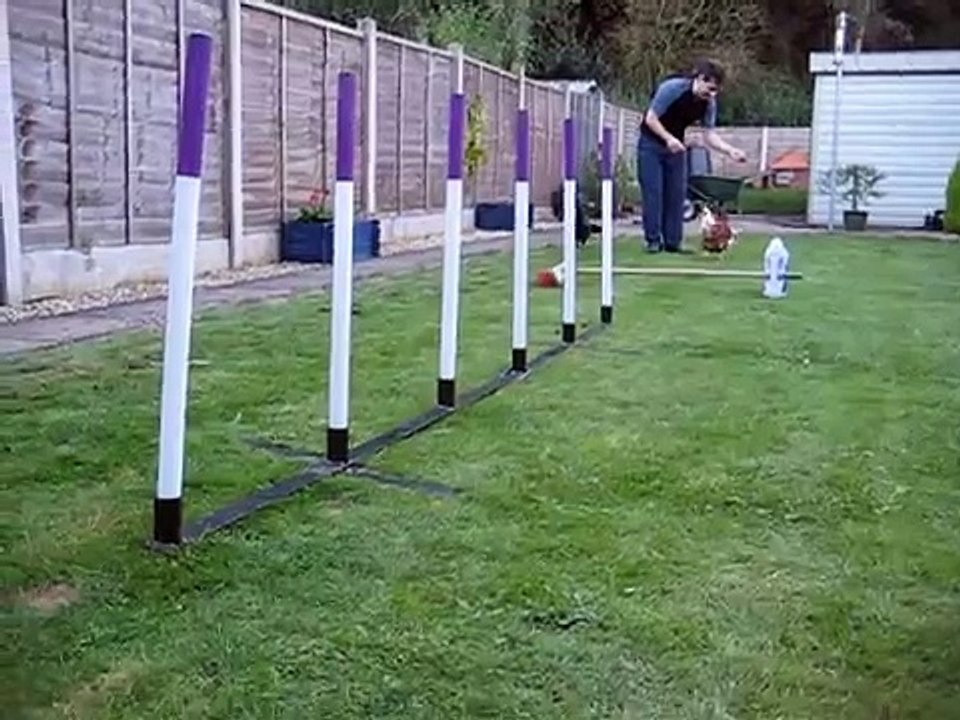 Chicken Agility
