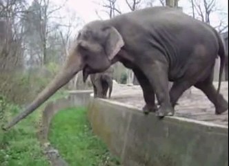 funny video clips of elephants