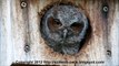 Funniest and Cutest Baby Screech Owls!