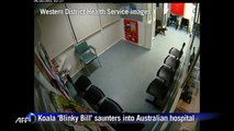 Koala 'Blinky Bill' saunters into Australian hospital