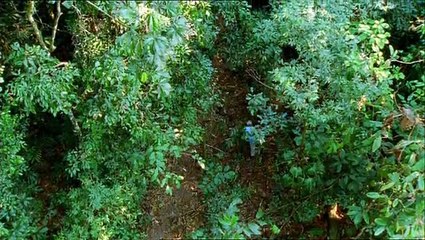 The Life Of Mammals 03 of 10 Plant Predators