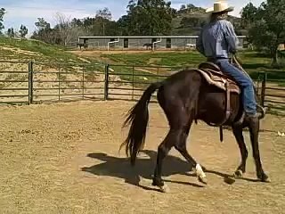 The first steps for teaching a horse to side pass. David Lee Archer