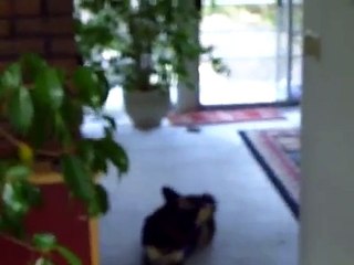 My dog loves Possums