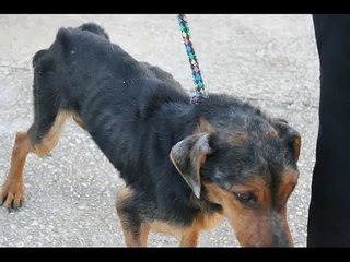 ADOPTADO  Momo en adopción o acogida TXIKAS DE ETXAURI
