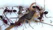 Red Ants vs Scorpion Fight to the Death | Bug Fights | Insect Fights | Insect Wars