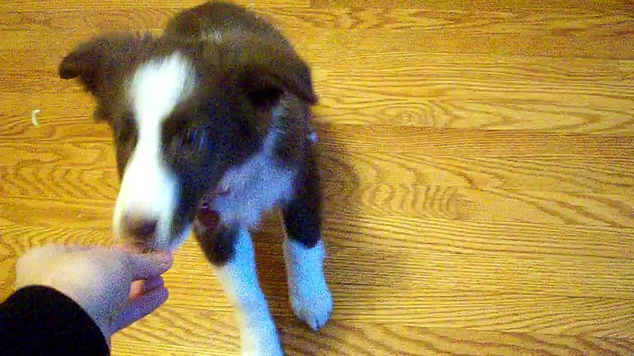 Luna - 10 weeks old - Red Border Collie Puppy