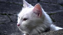 Felis domesticus catus (Felidae) Gata Angorá branca