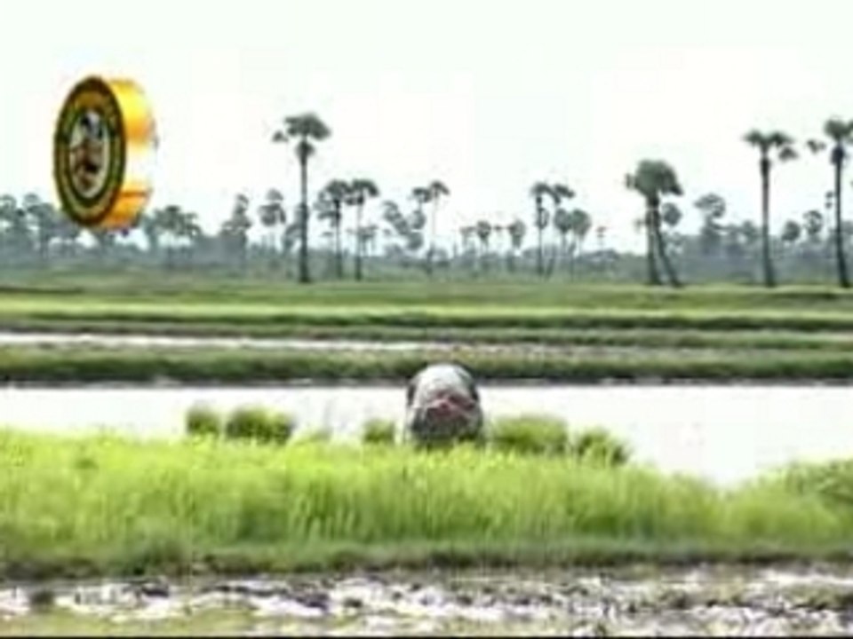 kôluan krum krum / Pich chenda