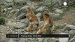 New-born golden monkeys in China