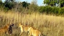 Hienas y Leones Peleas a Muerte - Leones vs Hienas