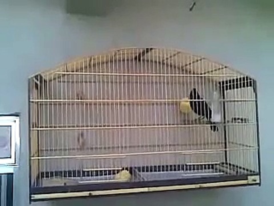 Passaro Preto