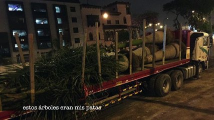 Árboles en pie de lucha contra tío Castañeda