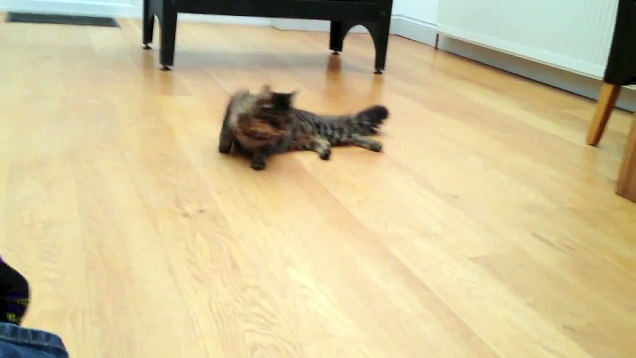 Cat Attack!