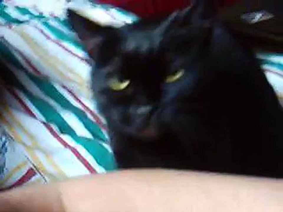 pussy needs attention