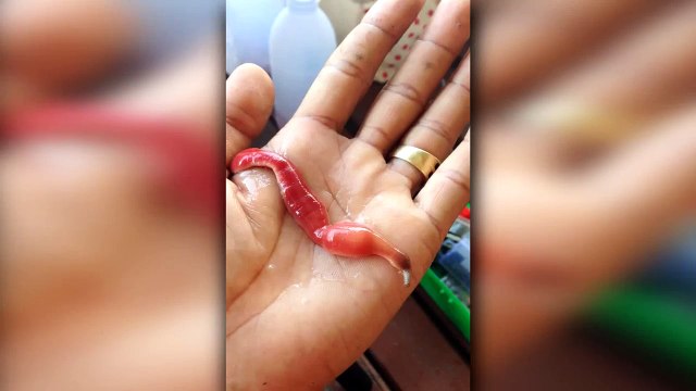 Une némerte déploie sa trompe