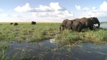 Au Botswana, le dilemme de la chasse aux éléphants