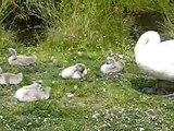 AUF DEM WASSER ZU SINGEN - Schubert-Lied