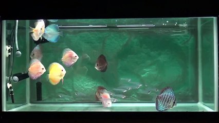 ディスカス&グラスキャット混泳水槽(90cm×45cm×45cm)